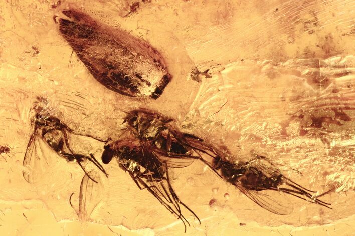 Four Fossil Flies (Dolichopodidae) and Plant Splint in Baltic Amber #273205